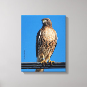 Magnificent Red-Tailed Hawk in the Sun Canvas Print
