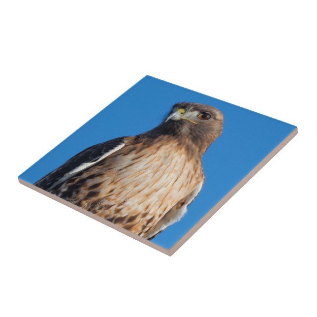 Magnificent Red-Tailed Hawk in the Sun Tile (Side)