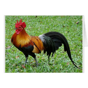 Magnificent Rooster