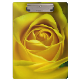 Magnificent yellow rose macro picture clipboard