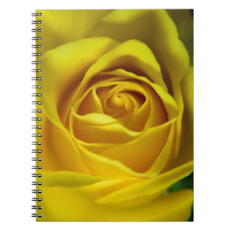Magnificent yellow rose macro picture notebook