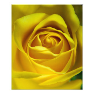 Magnificent yellow rose macro picture photo print