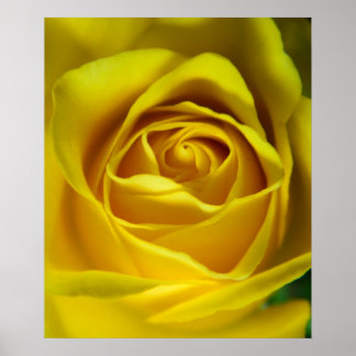 Magnificent yellow rose macro picture poster