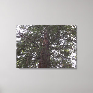 Magnificient Tree Canvas Print
