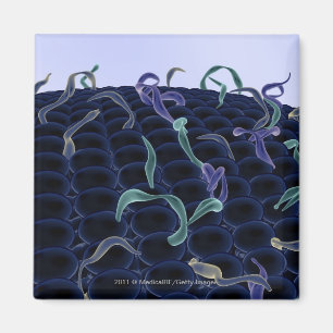 Magnified cell membrane magnet