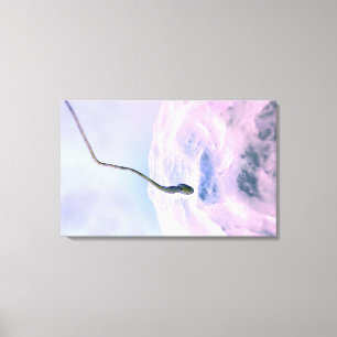 Magnified look at a sperm fertilising an egg canvas print