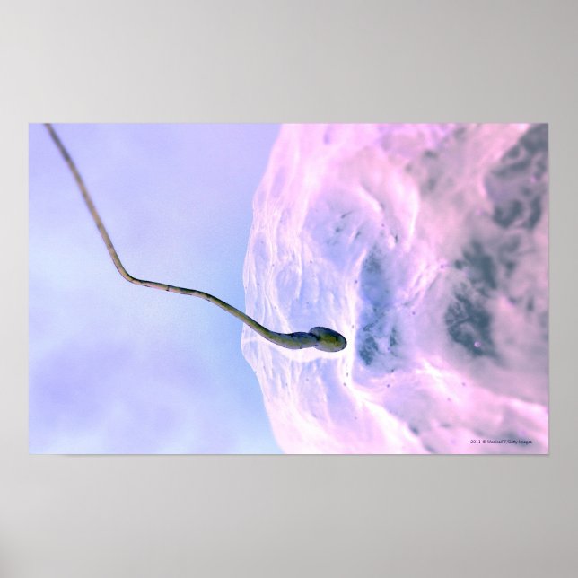 Magnified look at a sperm fertilising an egg poster (Front)