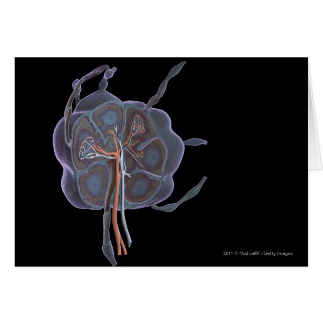 Magnified look of a lymph node (Front Horizontal)