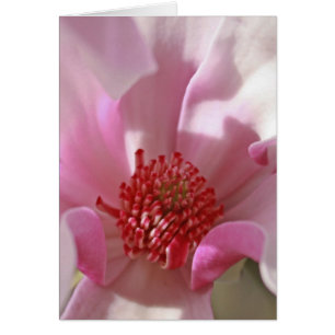 Magnolia