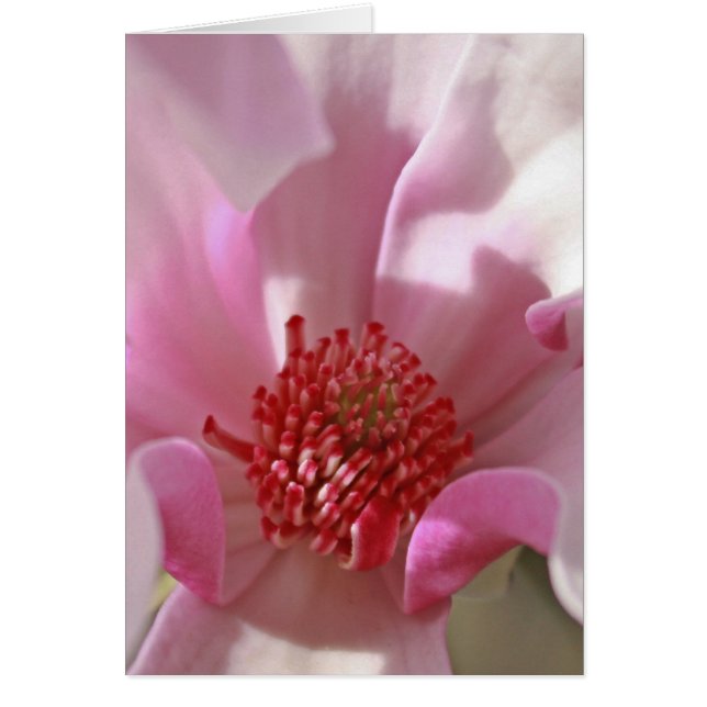 Magnolia (Front)
