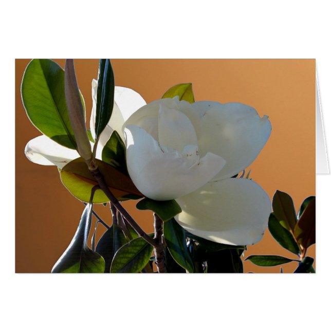 Magnolia (Front Horizontal)