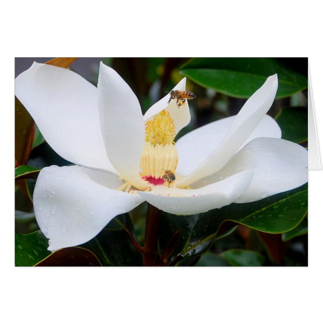 Magnolia and Honeybees Card (Front Horizontal)
