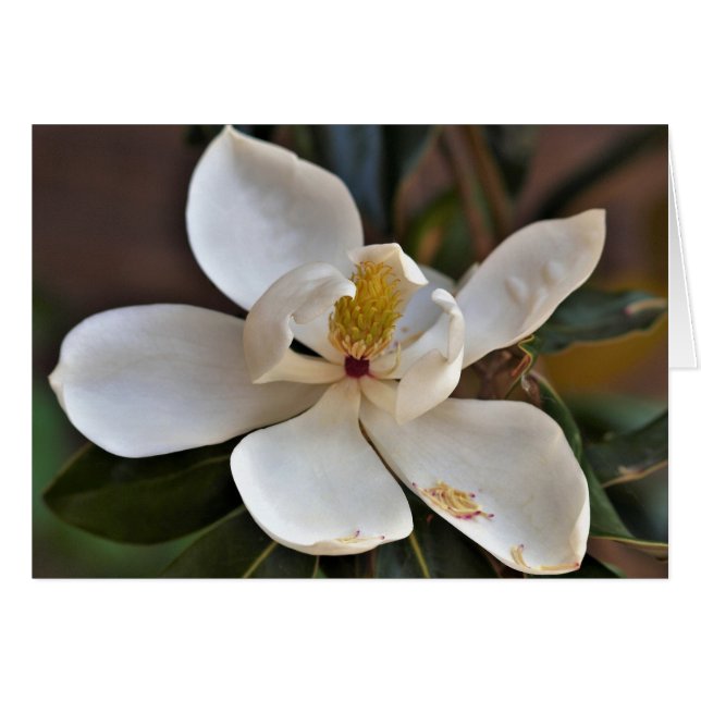 Magnolia Angel Card (Front Horizontal)