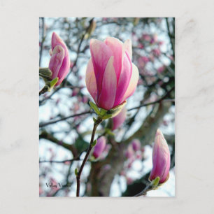 Magnolia Bloom and Buds Postcard