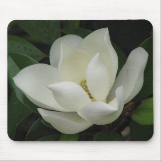Magnolia Bloom Mouse Pad