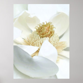 Magnolia Bloom                           Poster