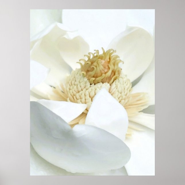 Magnolia Bloom                           Poster (Front)