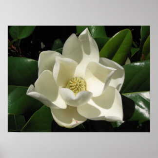 Magnolia Bloom Poster