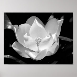 Magnolia Bloom Poster