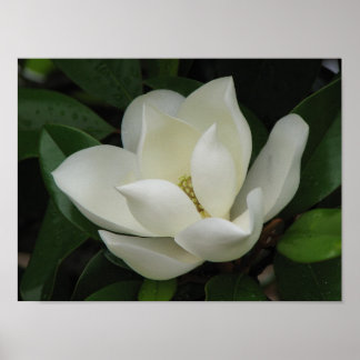 Magnolia Bloom Poster