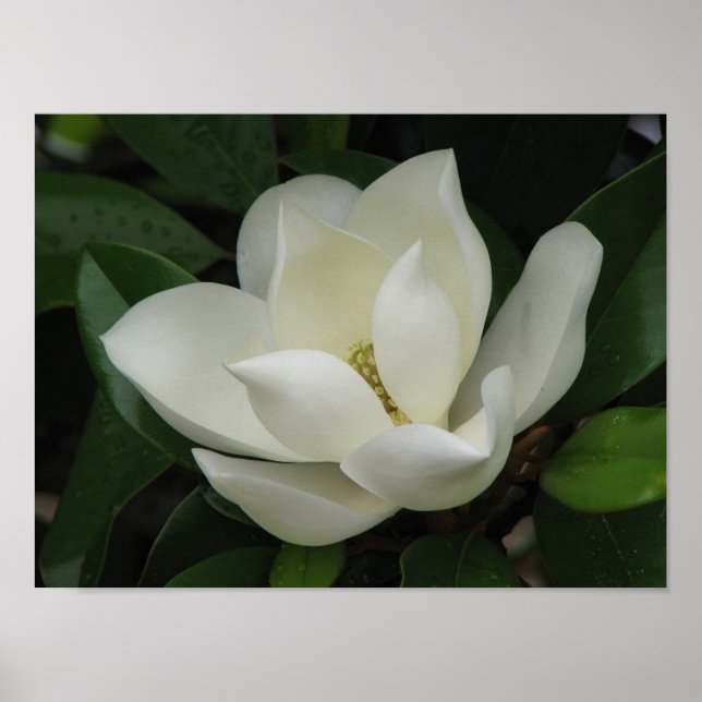 Magnolia Bloom Poster (Front)