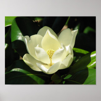 Magnolia Bloom Poster