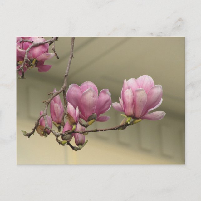 Magnolia Blooms Postcard (Front)