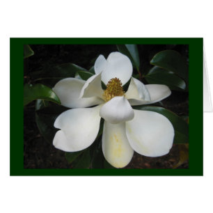 Magnolia Blossom.jpg