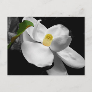 Magnolia Blossom Marketing Postcard