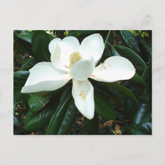 Magnolia Blossom Postcard (Front)