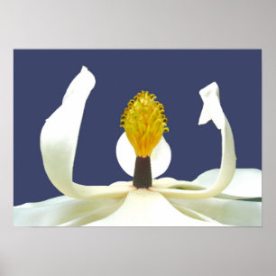 Magnolia Blossom Small Poster