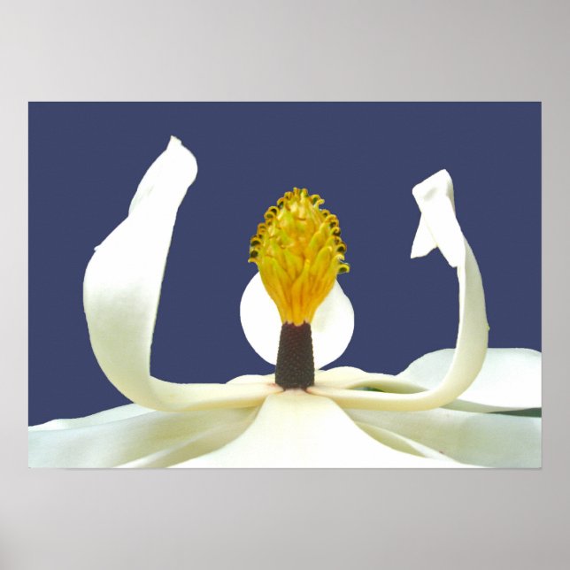 Magnolia Blossom Small Poster (Front)