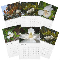 Magnolia Blossoms Beautiful Photographic Floral