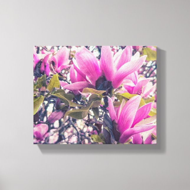 Magnolia Blossoms  Canvas Print (Front)