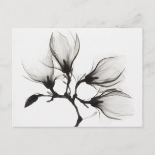 Magnolia Branch with Four Flowers (ca. 1910-1925) Postcard