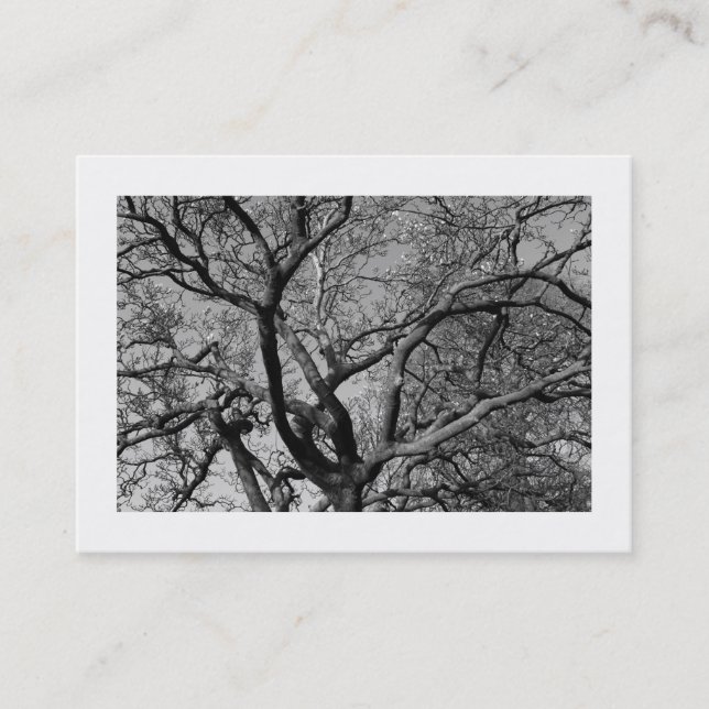 Magnolia Branches in Early Spring (Bordered) Business Card (Front)
