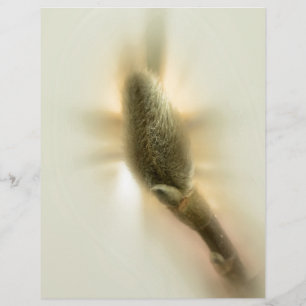 magnolia bud