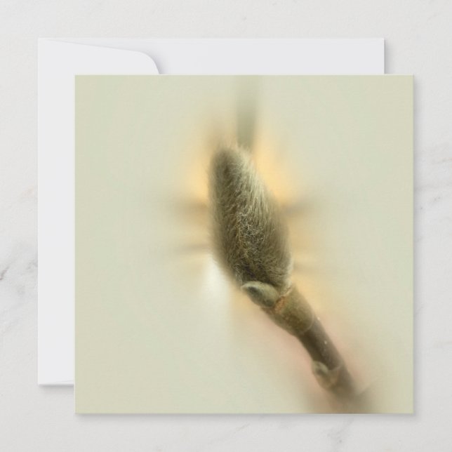 magnolia bud (Front)