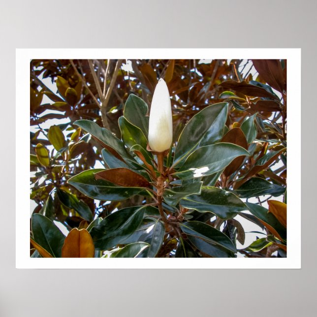 Magnolia Bud   Poster (Front)