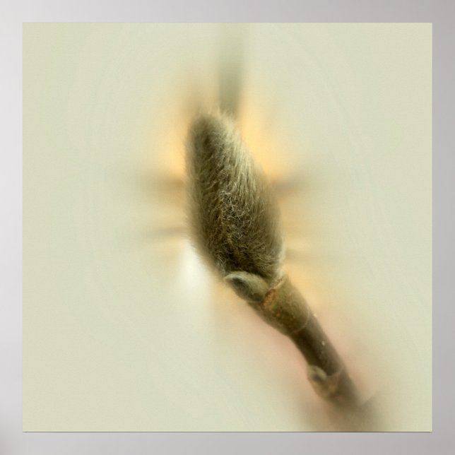 magnolia bud poster (Front)