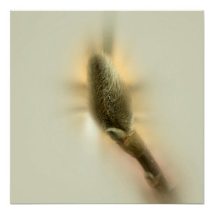 magnolia bud poster