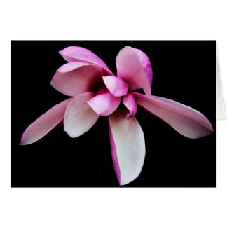 "magnolia" by Larry Coressel