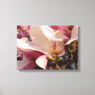 Magnolia Canvas Print