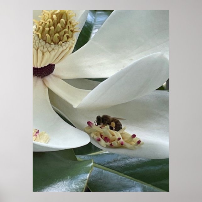 Magnolia CLOSE-UP Poster (Front)