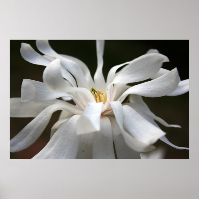 Magnolia Dances Photography Poster (Front)
