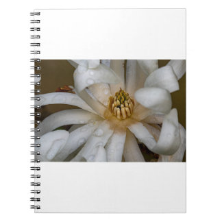 Magnolia étoilé notebook