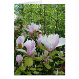 magnolia flower