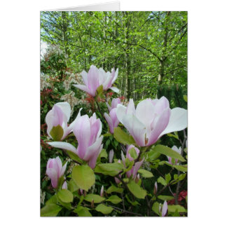 magnolia flower