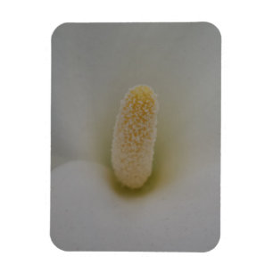 Magnolia Flower 3"x4" Magnet