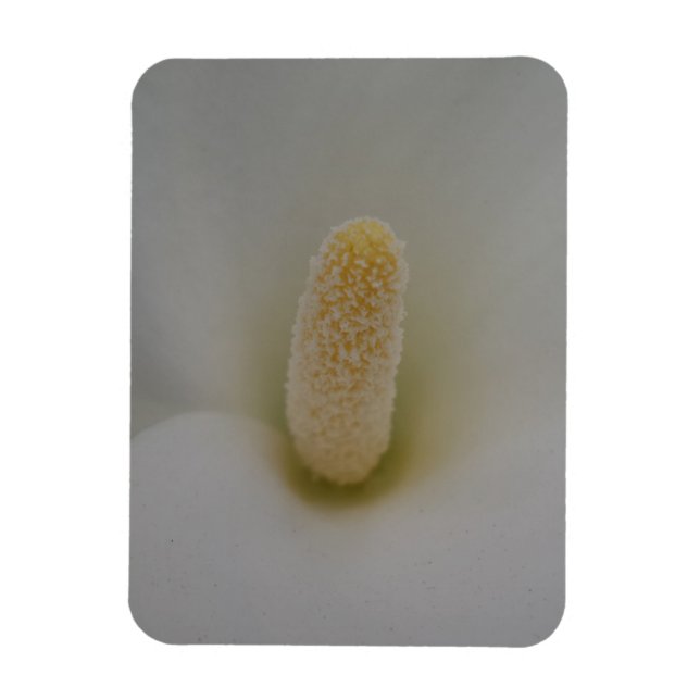 Magnolia Flower 3"x4" Magnet (Vertical)